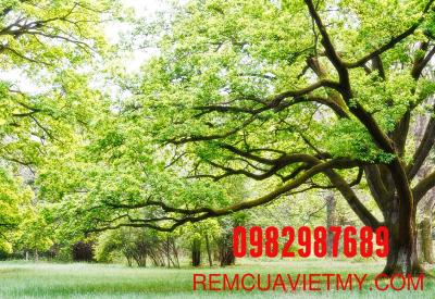 Tranh dán tường decan AH 003