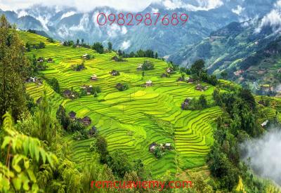 Tranh giấy Hàn Quốc AH 001